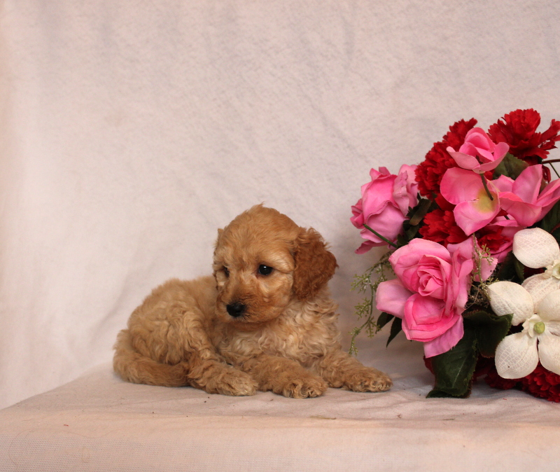 puppy, for, sale, Mini Goldendoodle F2B, Matthew B. Stoltzfus, dog, breeder, Gap, PA, dog-breeder, puppy-for-sale, forsale, nearby, find, puppyfind, locator, puppylocator, aca